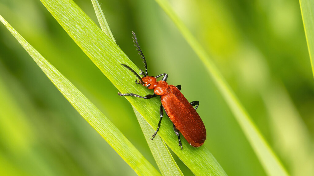 Pyrochroidae Pyrochroa serraticornis