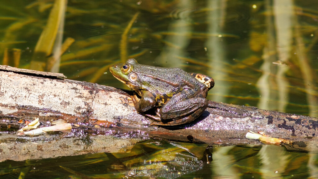 Ranidae Pelophylax