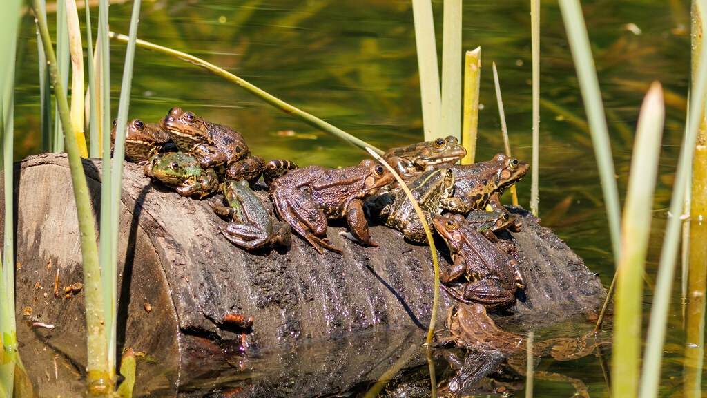 Ranidae Pelophylax