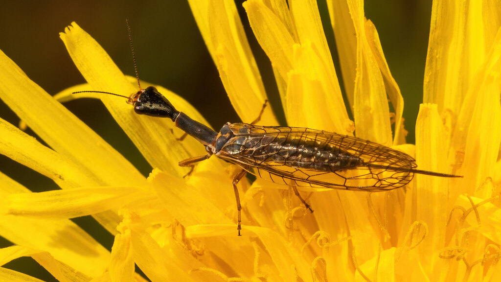 Raphidiidae Xanthostigma xanthostigma