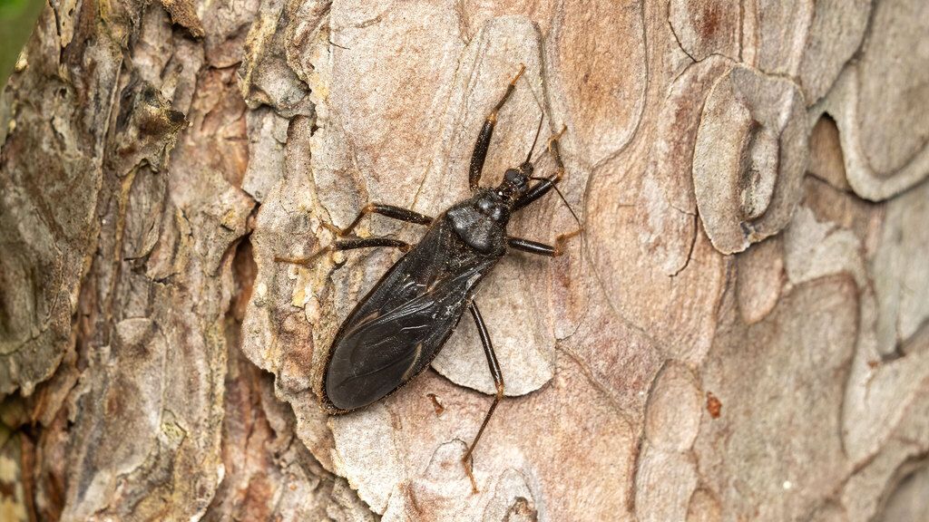 Reduviidae Reduvius personatus