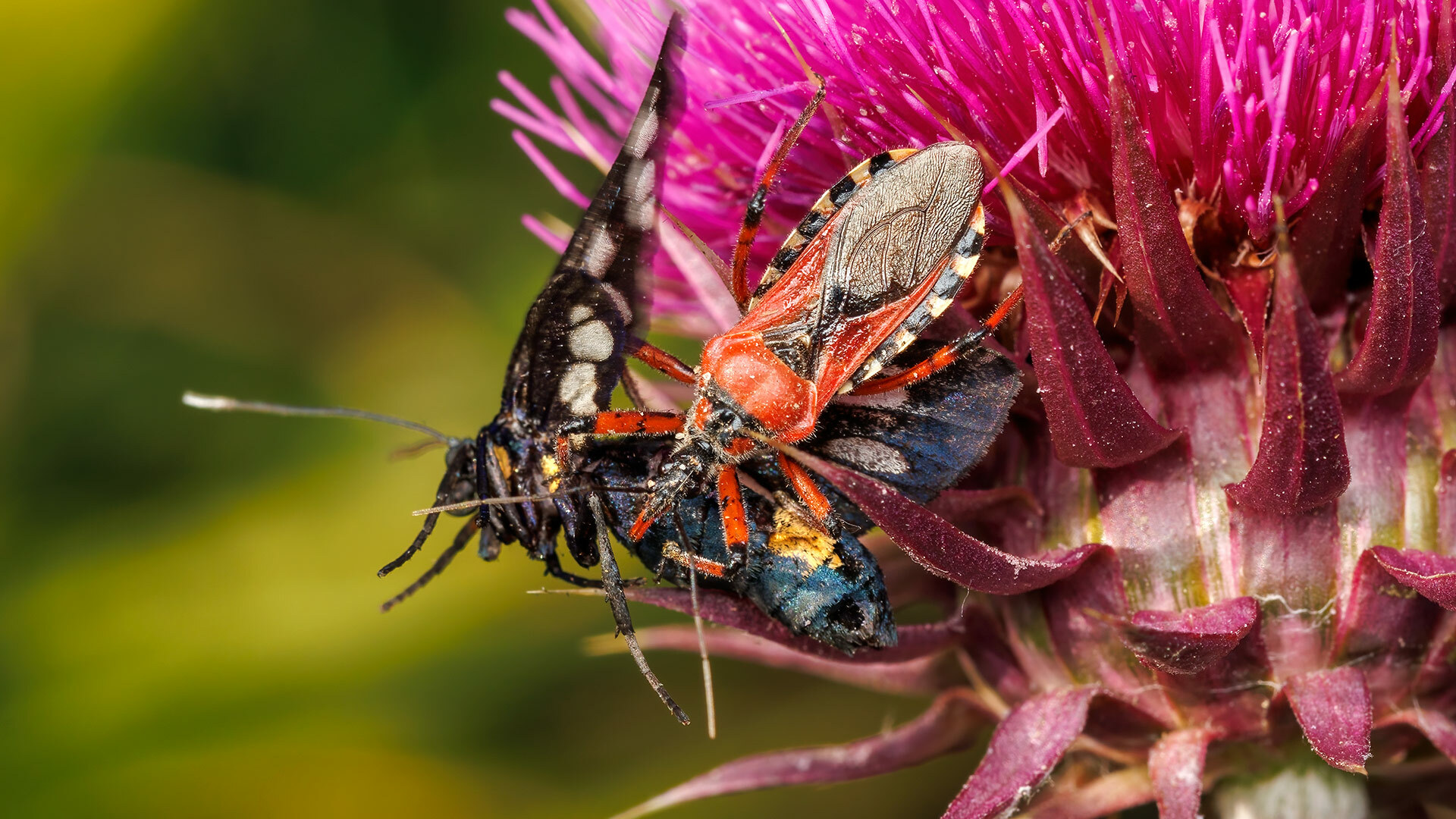 Reduviidae Rhynocoris