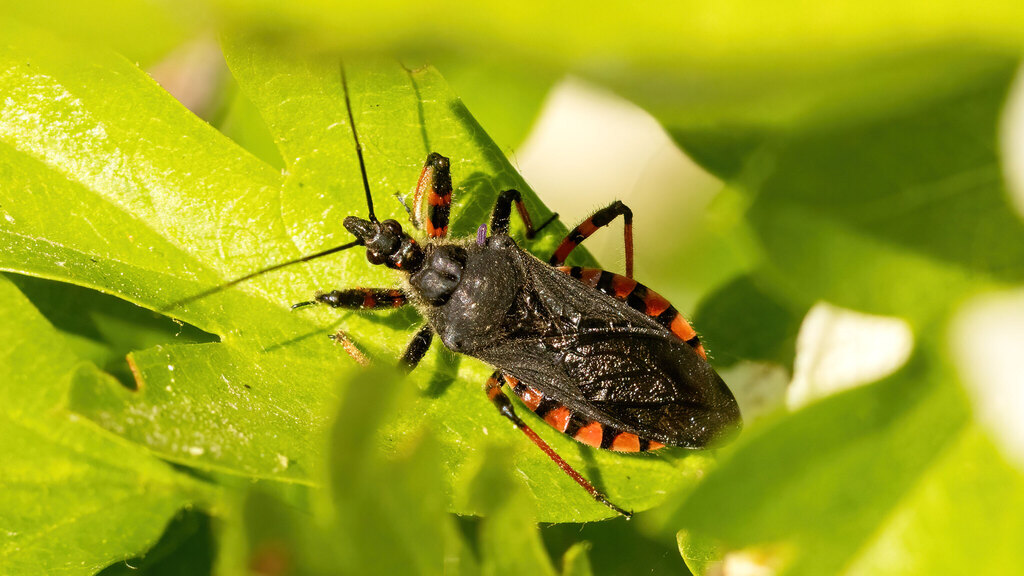 Reduviidae Rhynocoris annulatus
