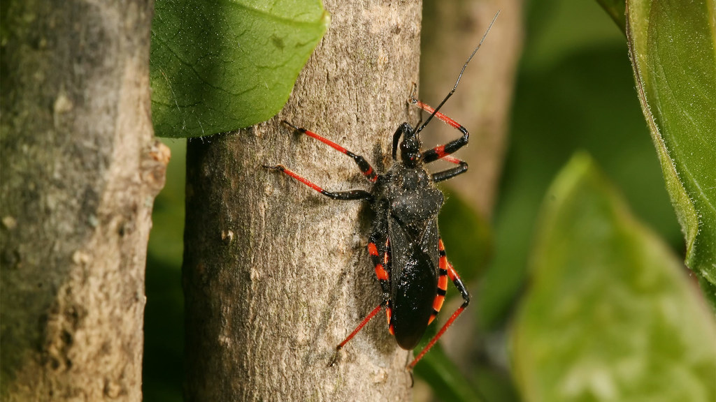 Reduviidae Rhynocoris annulatus