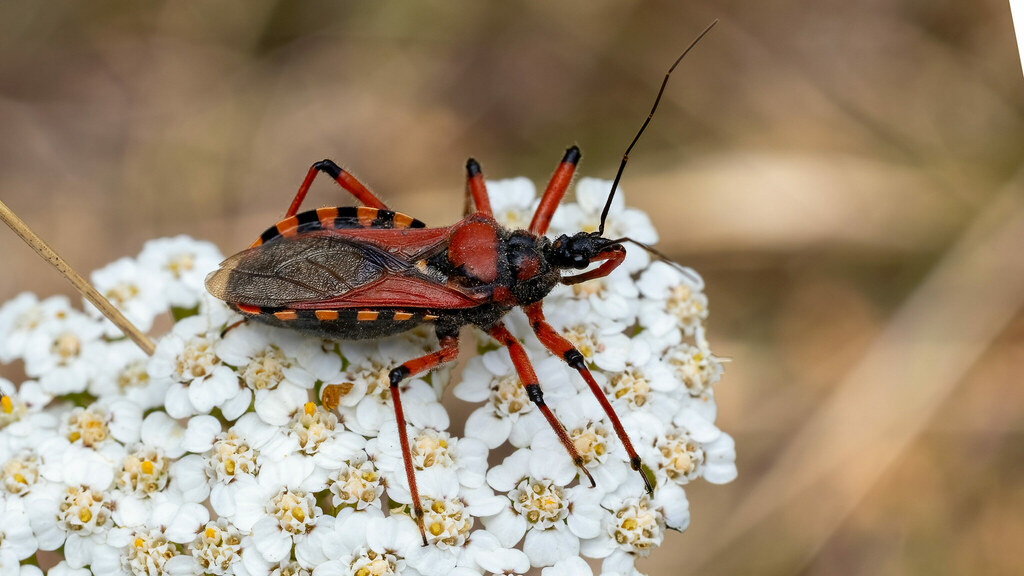 Reduviidae Rhynocoris iracundus