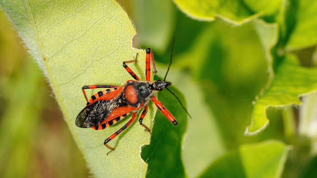 Reduviidae Rhynocoris iracundus