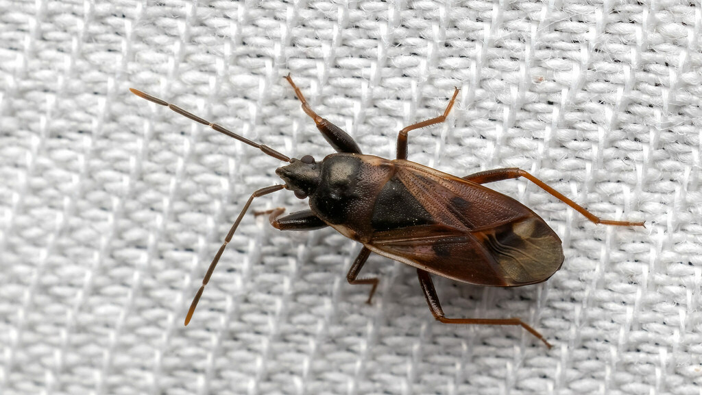 Rhyparochromidae Eremocoris fenestratus