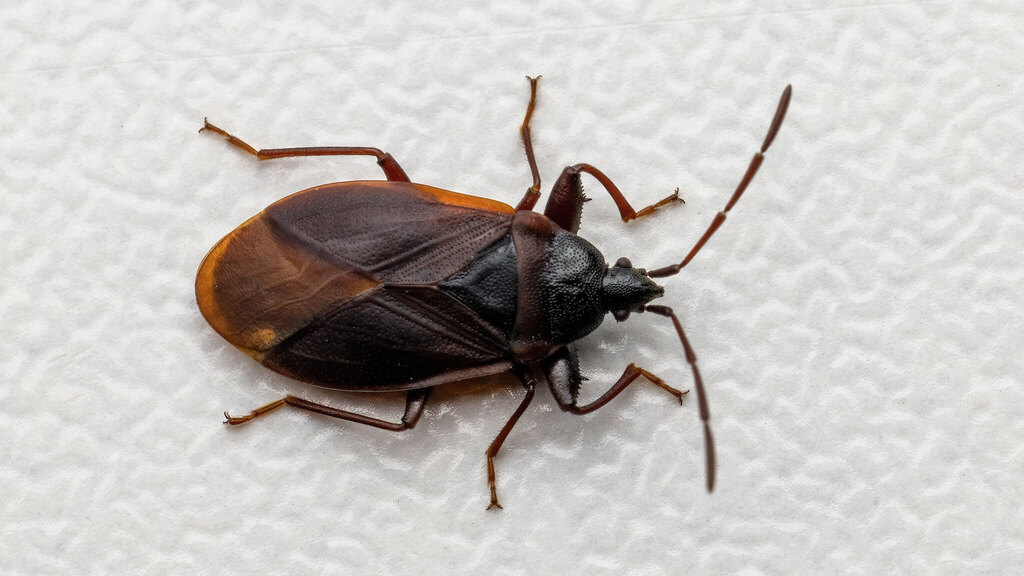 Rhyparochromidae Gastrodes grossipes