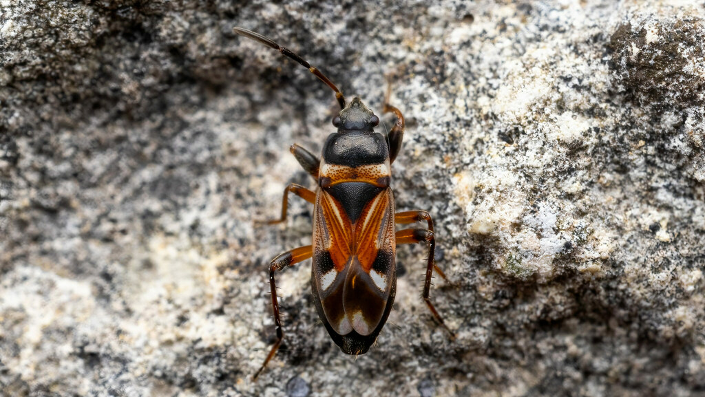 Rhyparochromidae Raglius alboacuminatus