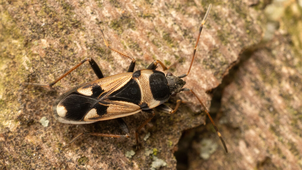 Rhyparochromidae Raglius confusus