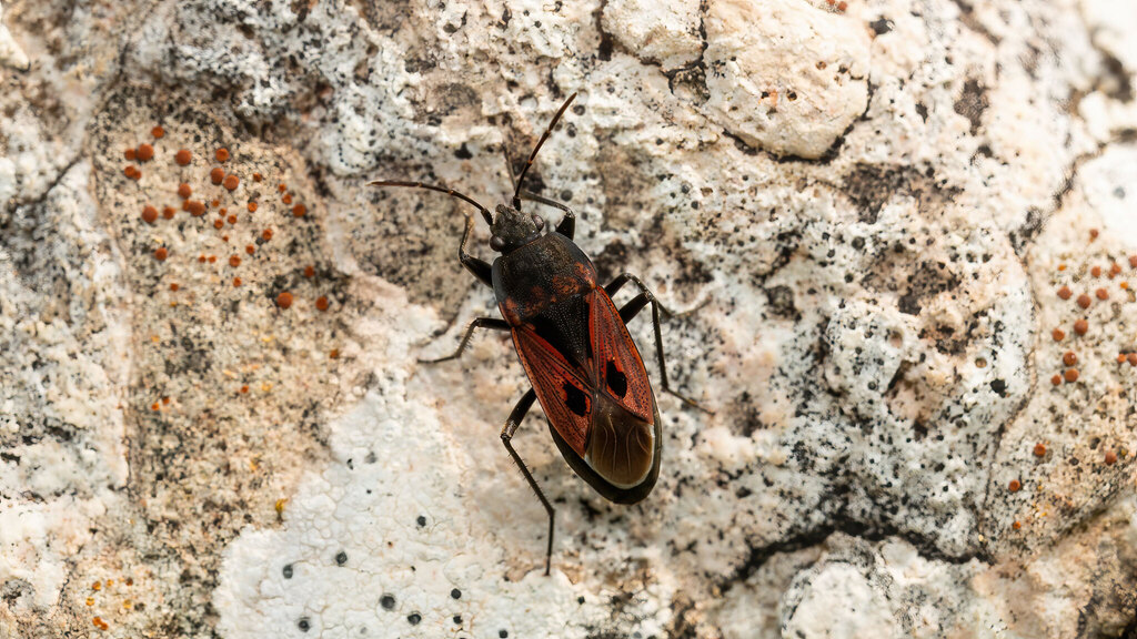 Rhyparochromidae Rhyparochromus