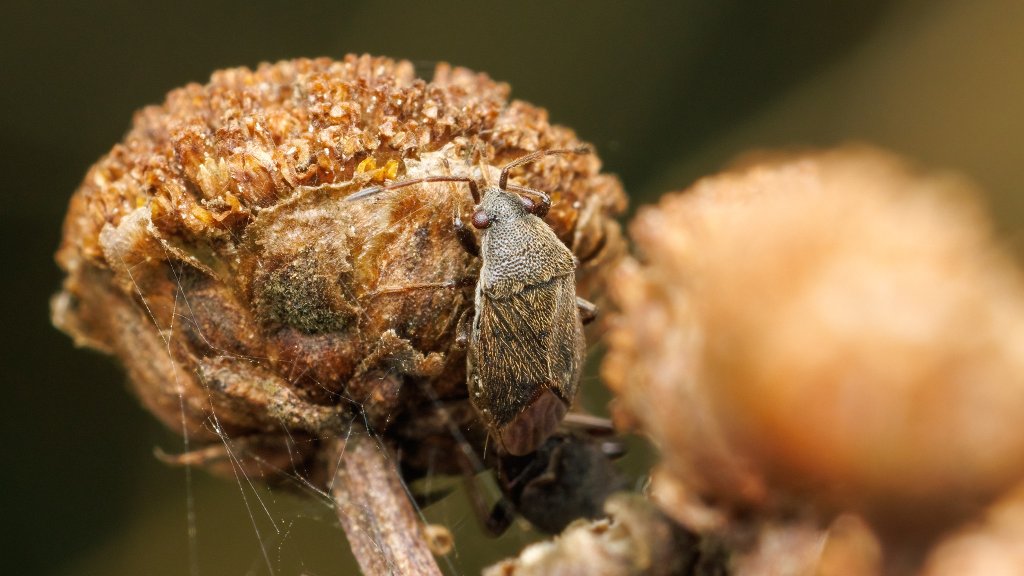Stygnocoris sp.