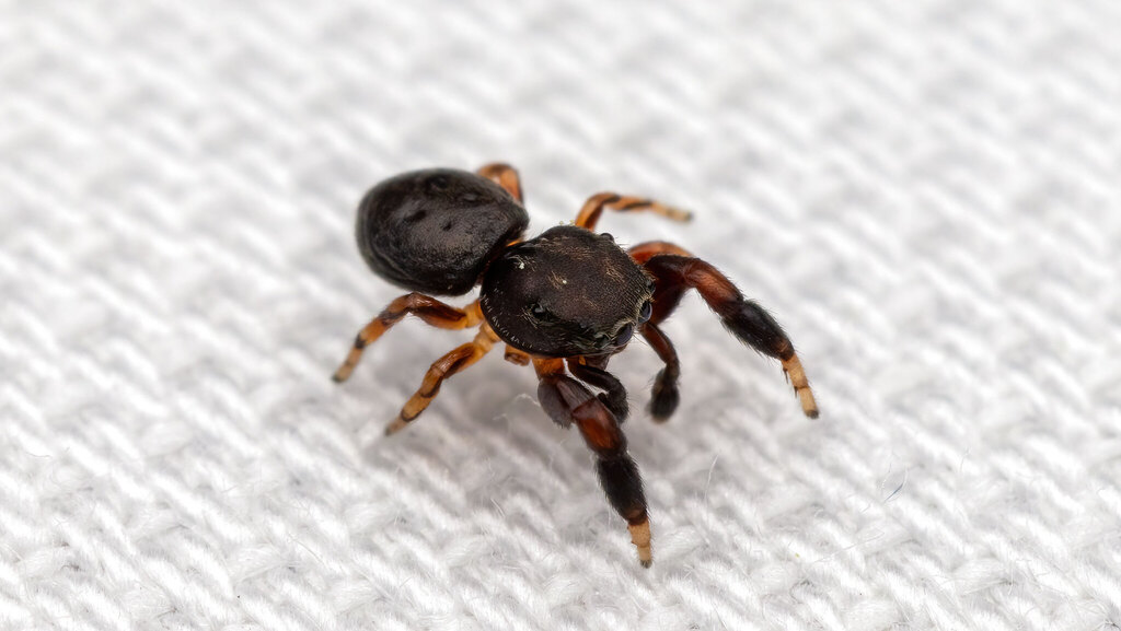 Salticidae Ballus chalybeius