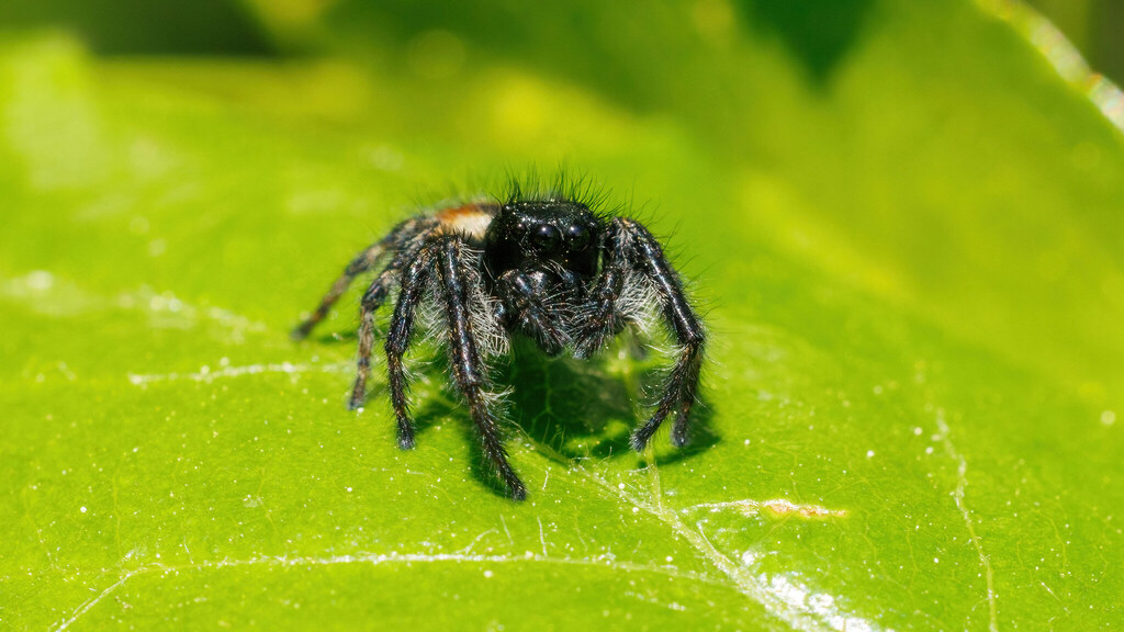 Salticidae Carrhotus xanthogramma