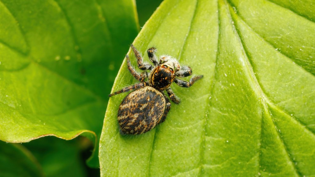 Carrhotus xanthogramma