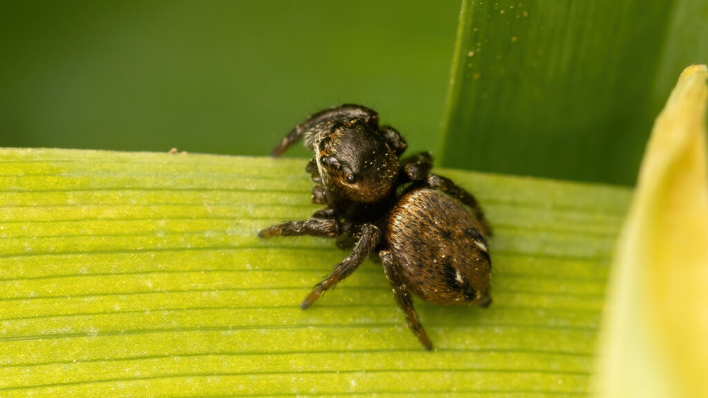 Salticidae Evarcha arcuata
