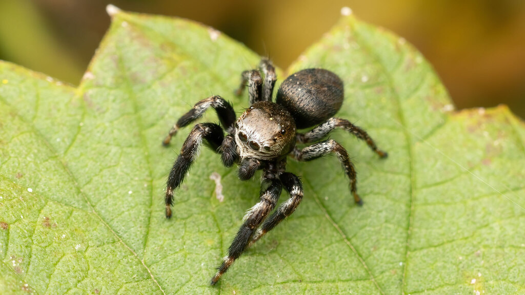 Salticidae Evarcha arcuata