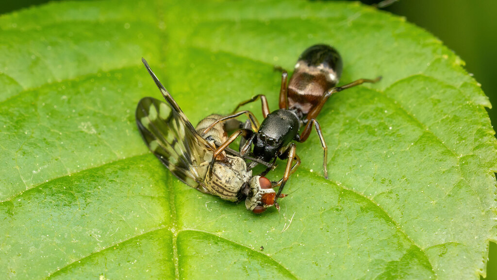 Salticidae Leptorchestes berolinensis