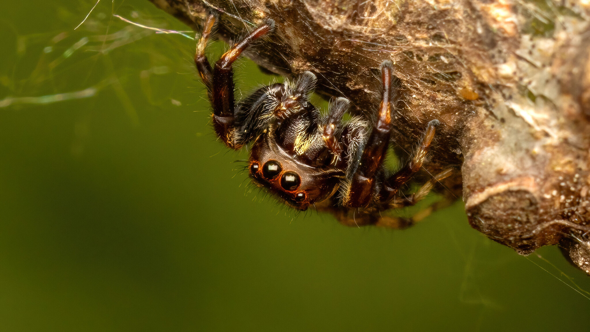 Salticidae Macaroeris nidicolens