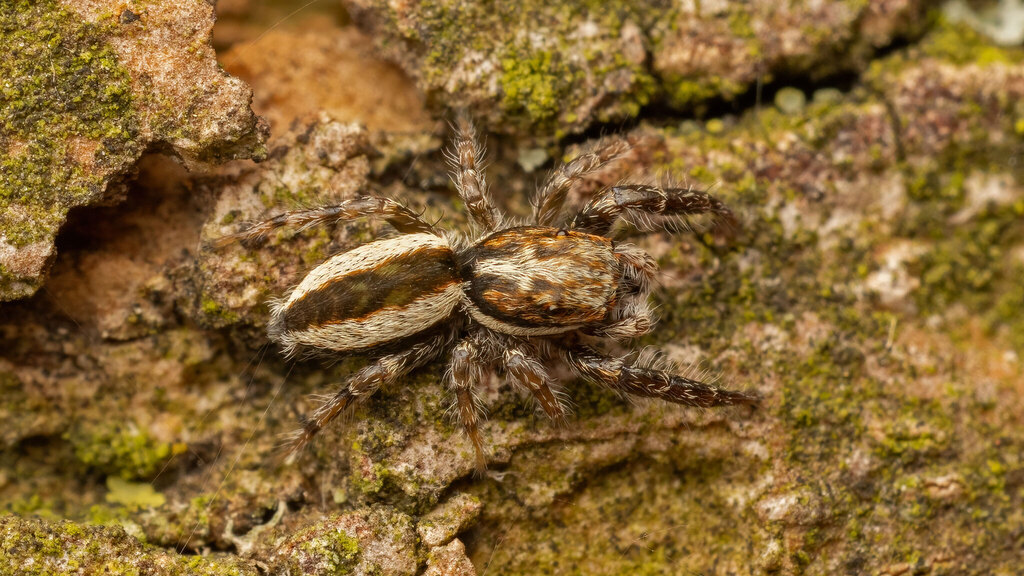 Salticidae Pseudicius encarpatus