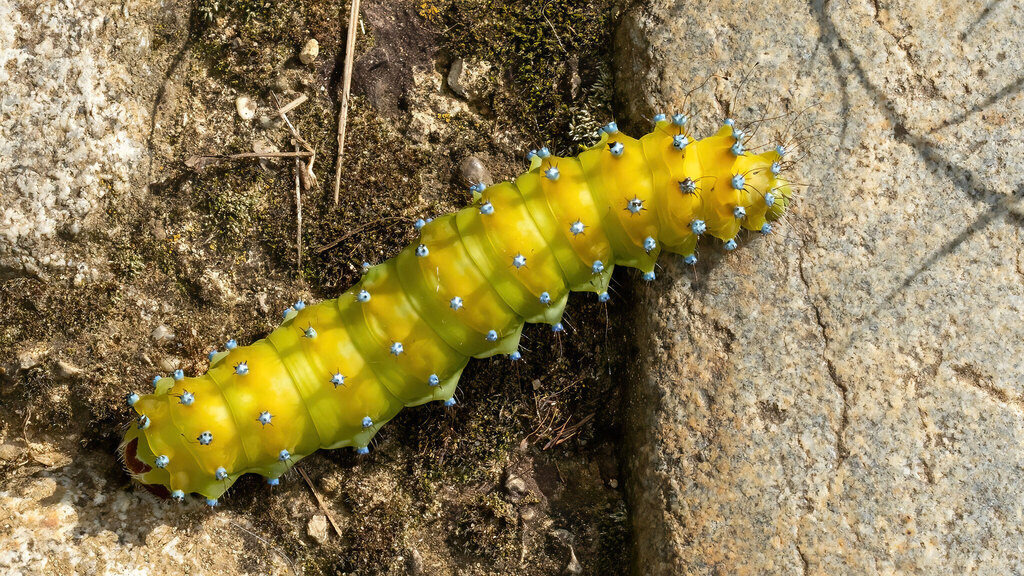 Saturniidae Saturnia pyri