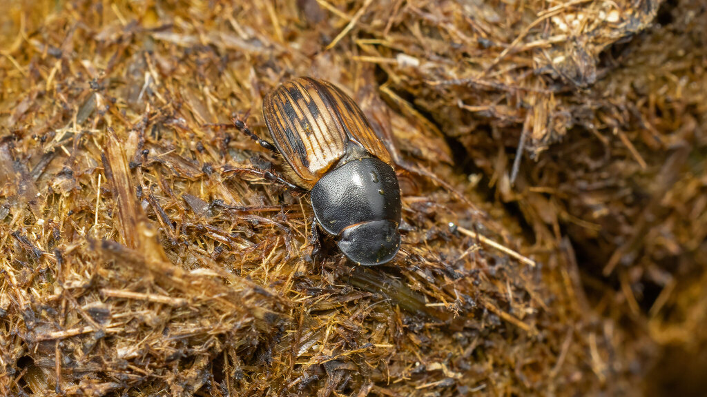Scarabaeidae Acrossus luridus