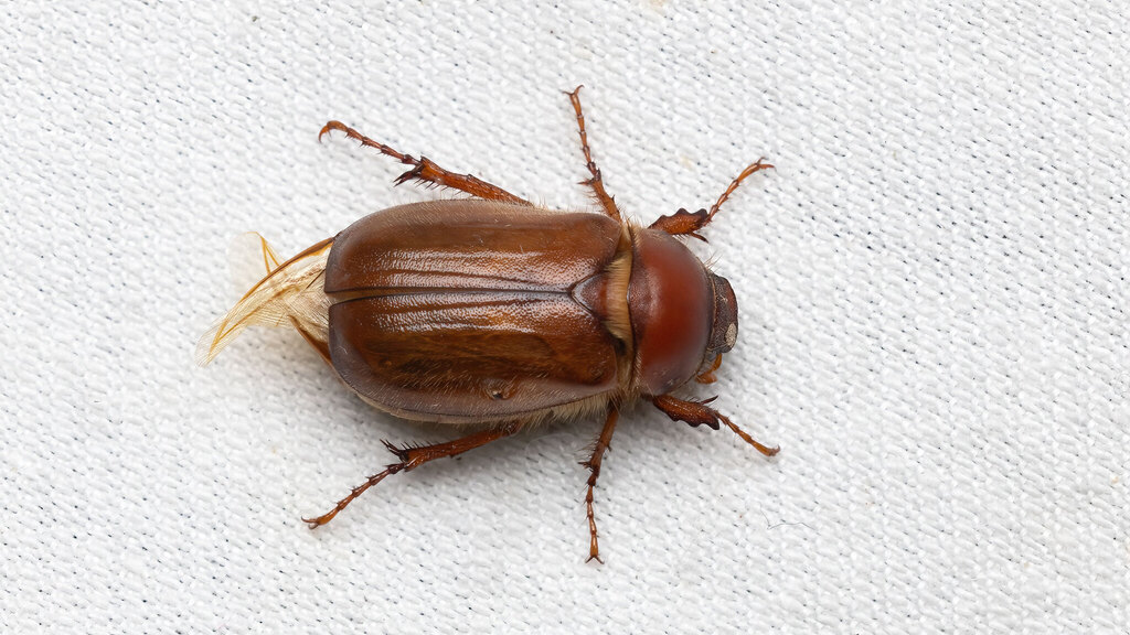 Scarabaeidae Amphimallon solstitiale