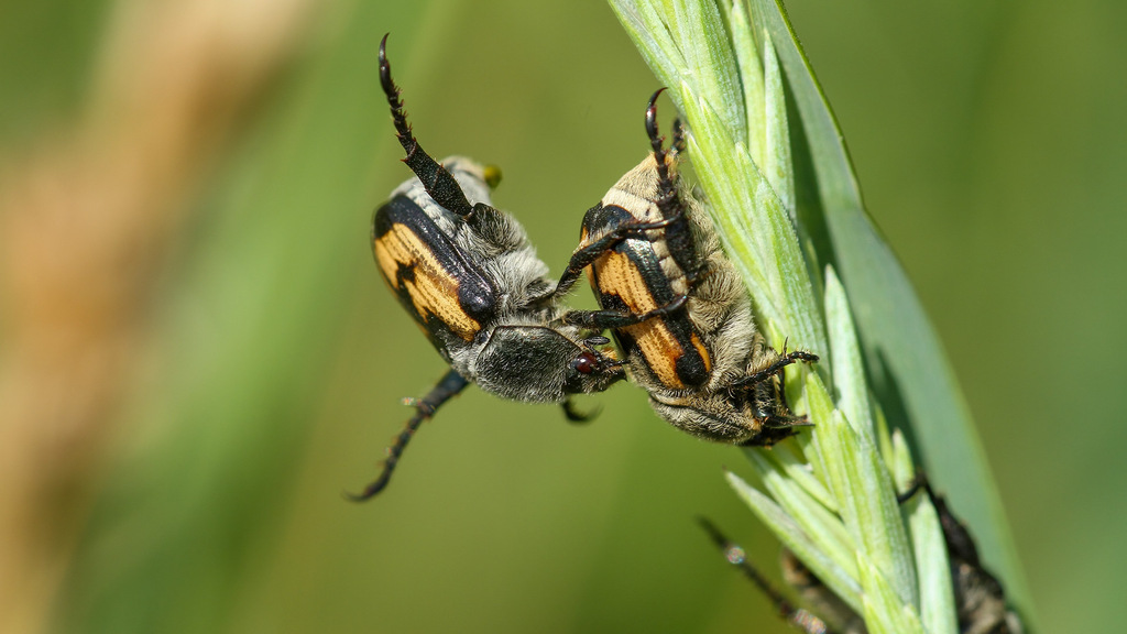 Scarabaeidae Anisoplia agricola