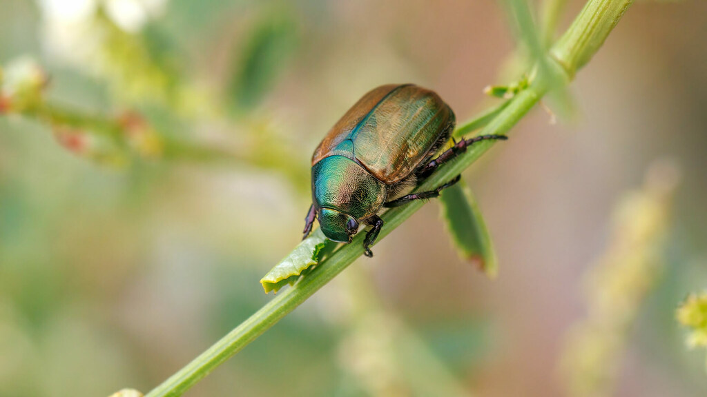 Scarabaeidae Anomala dubia