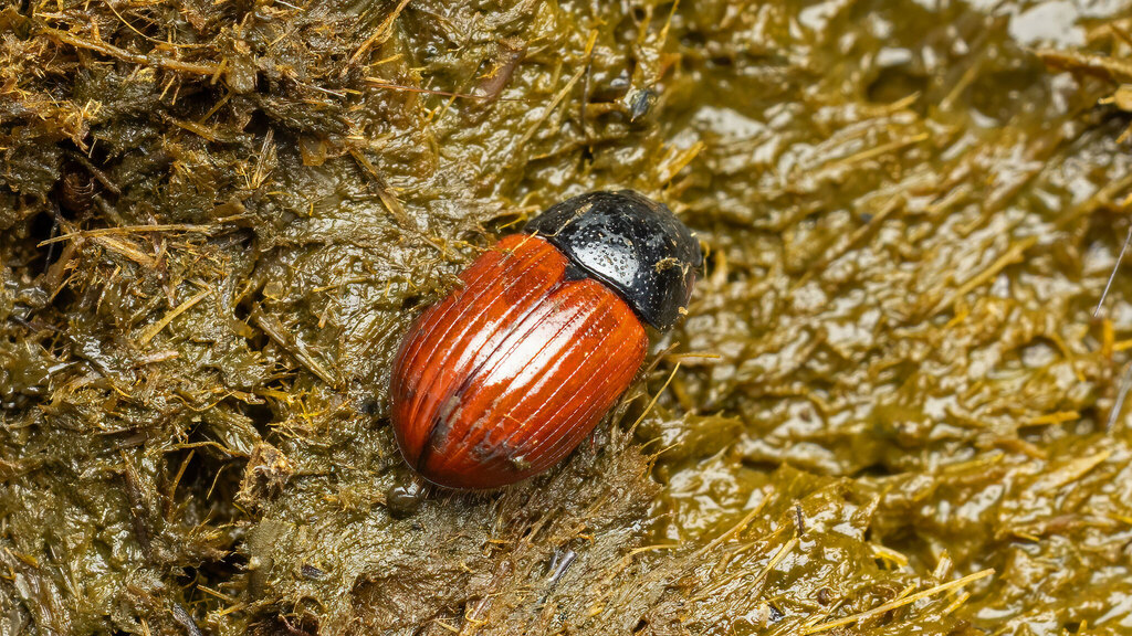 Scarabaeidae Aphodius pedellus