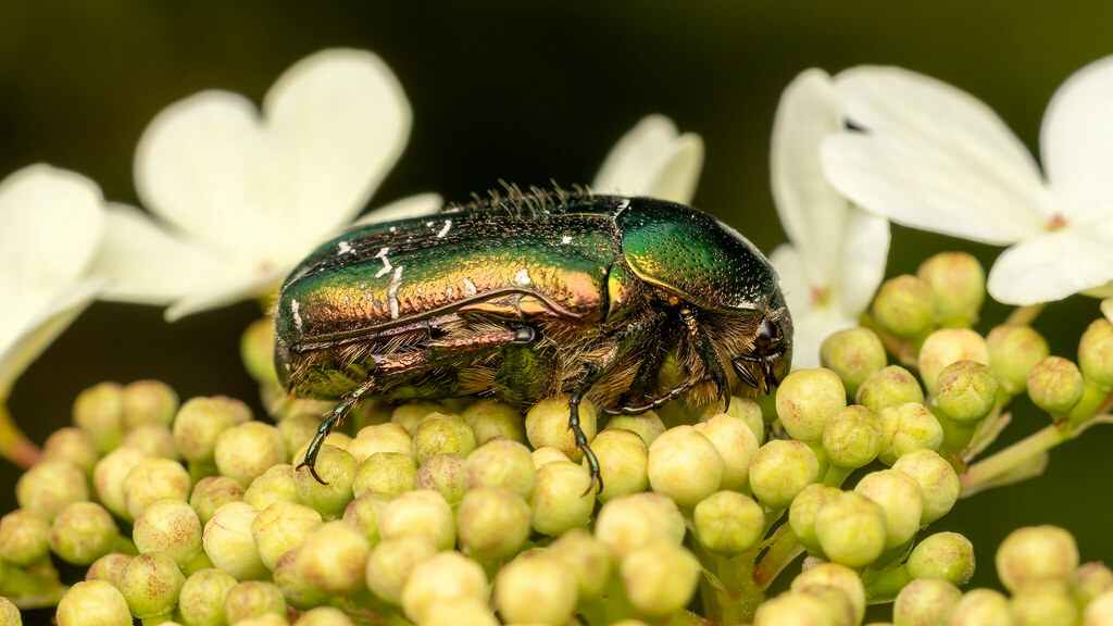 Scarabaeidae Cetonia aurata