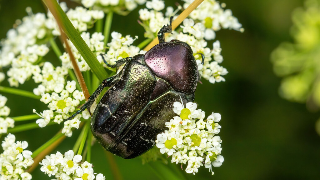 Scarabaeidae Cetonia aurata