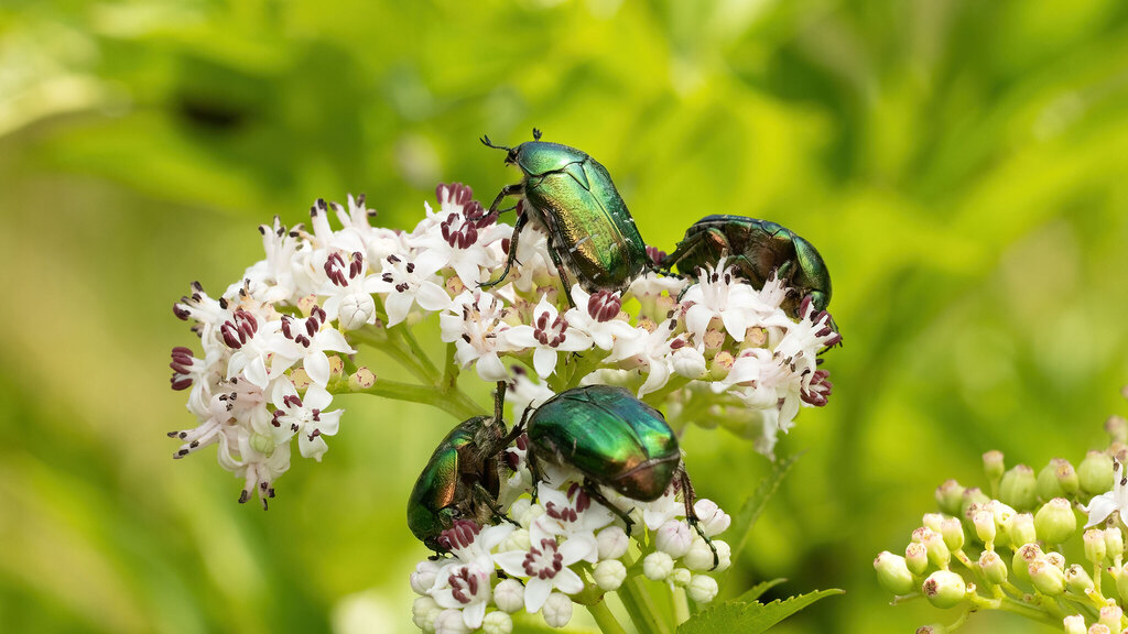 Scarabaeidae Cetonia aurata