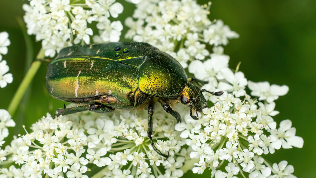 Scarabaeidae Cetonia aurata