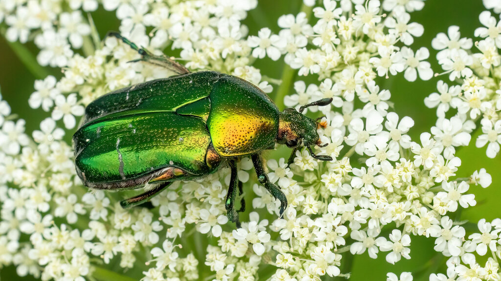 Scarabaeidae Cetonia aurata