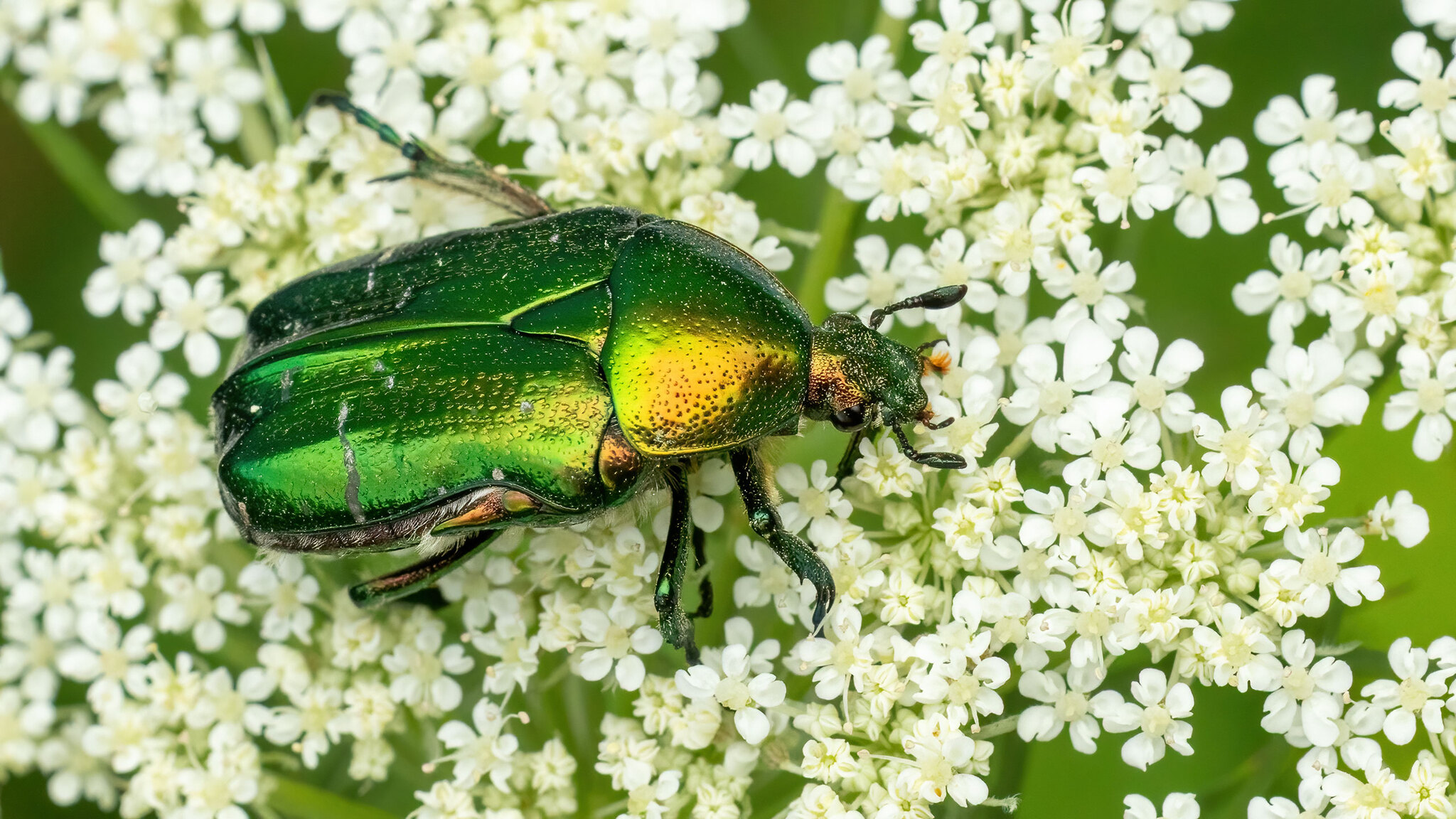 Scarabaeidae Cetonia aurata