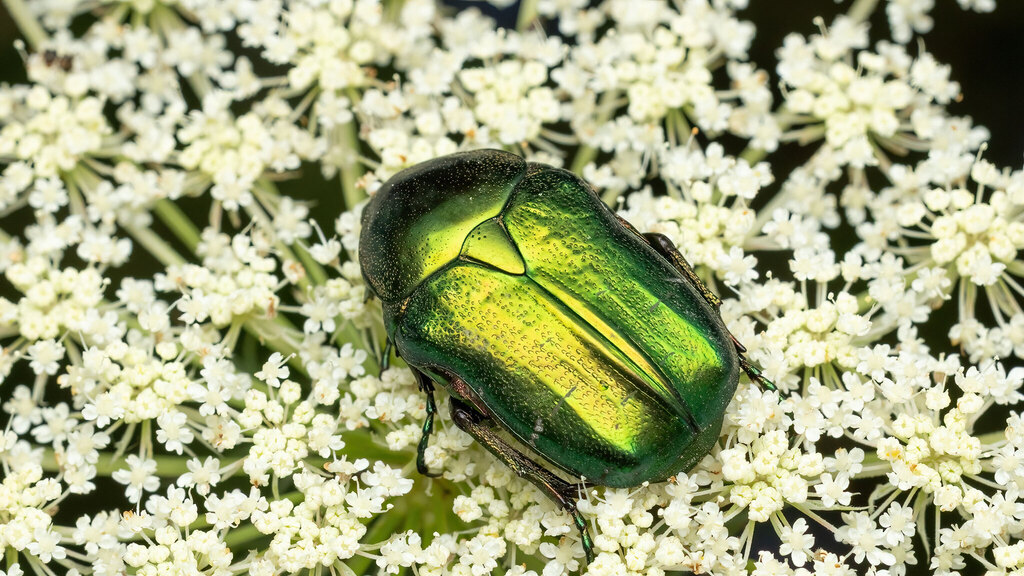 Scarabaeidae Cetonia aurata