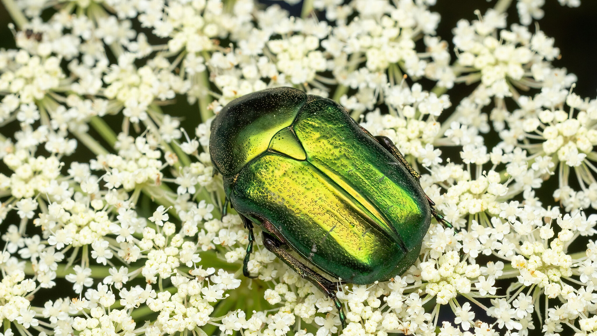Scarabaeidae Cetonia aurata