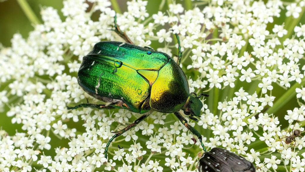 Scarabaeidae Cetonia aurata