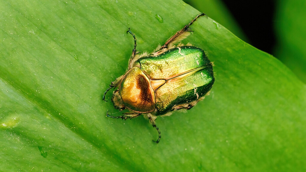 Scarabaeidae Cetonia aurata