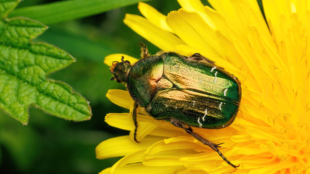 Scarabaeidae Cetonia aurata