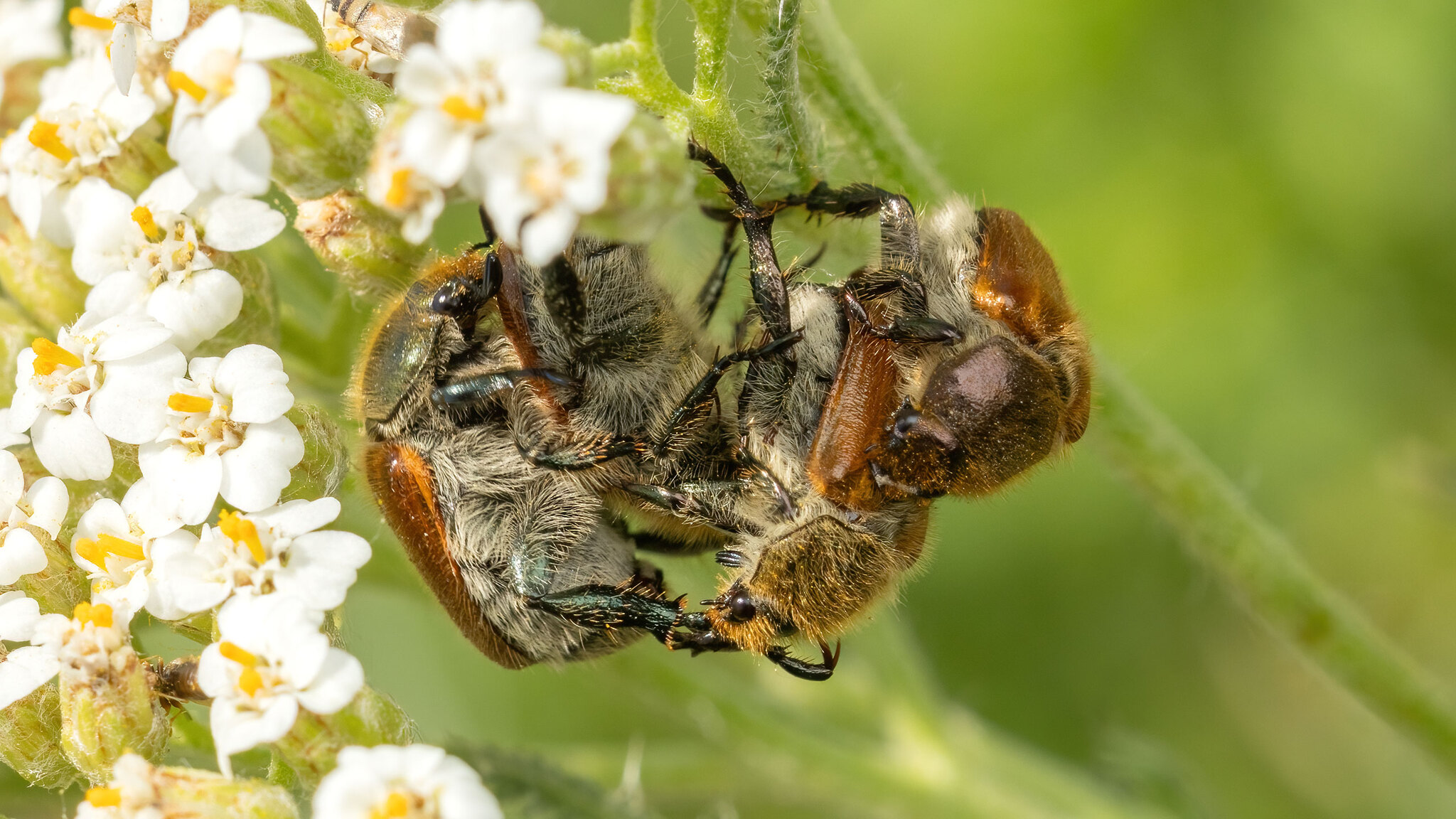 Scarabaeidae Chaetopteroplia