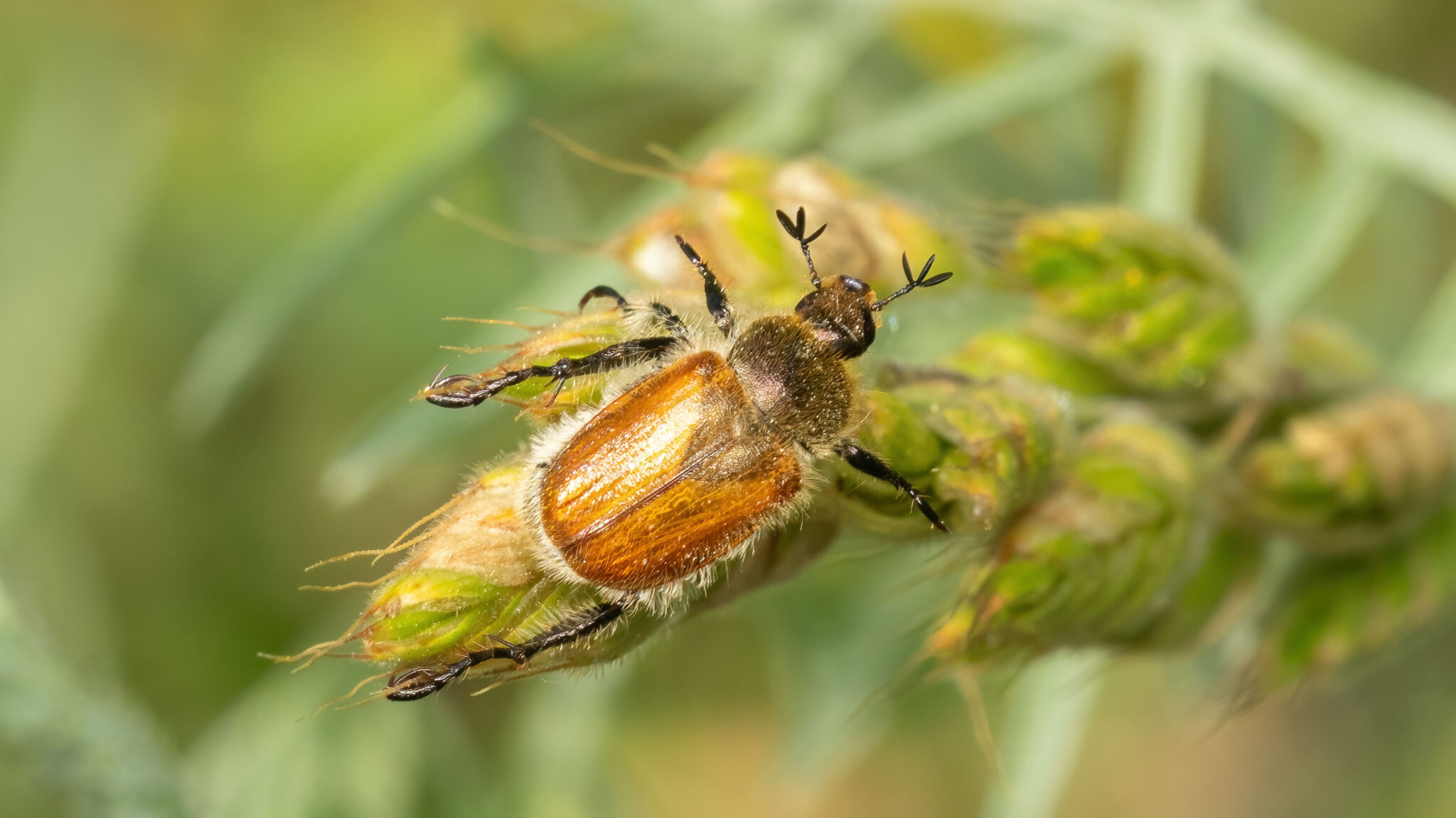 Scarabaeidae Chaetopteroplia
