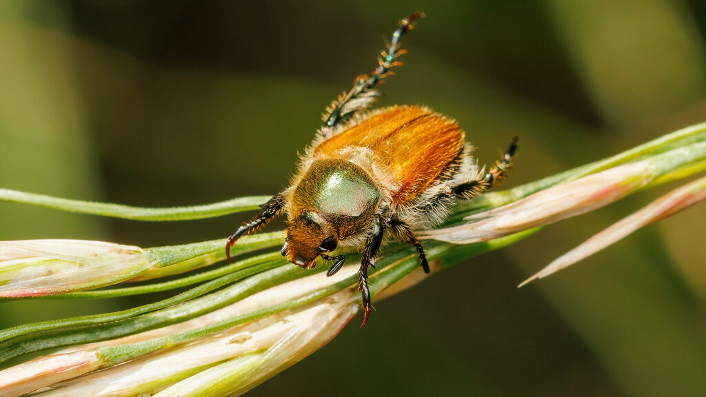 Scarabaeidae Chaetopteroplia segetum