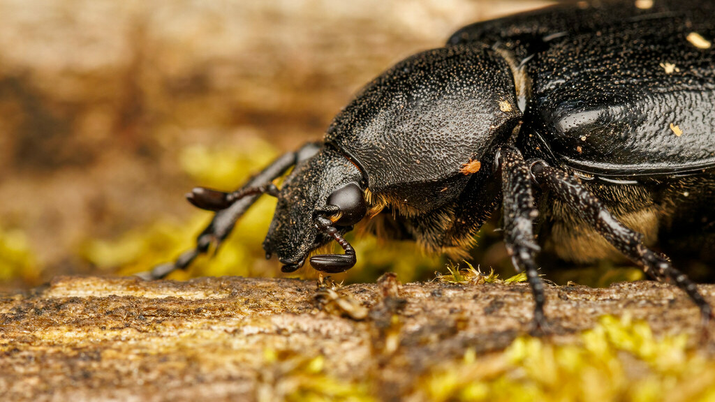 Scarabaeidae Gnorimus variabilis