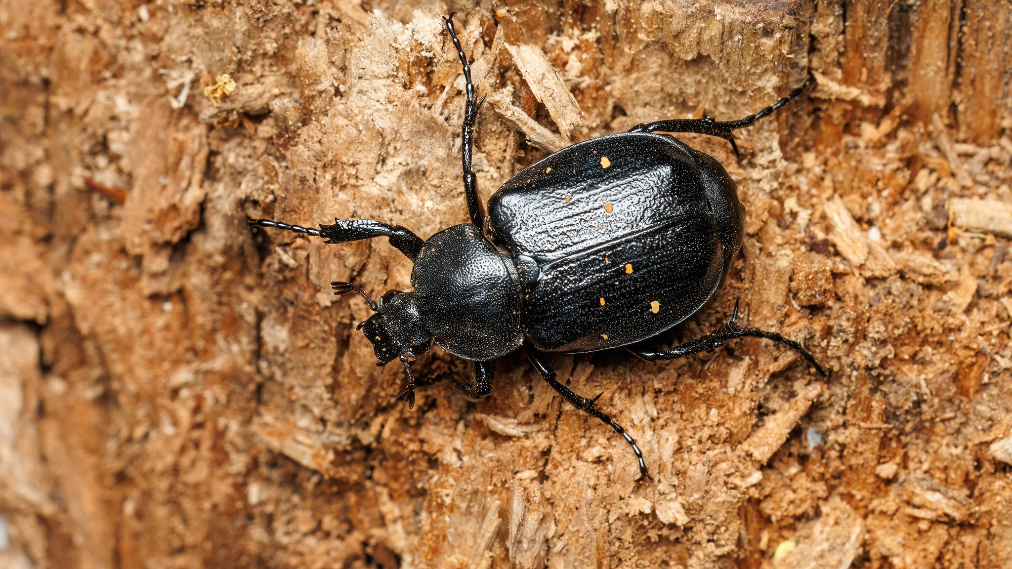 Gnorimus variabilis