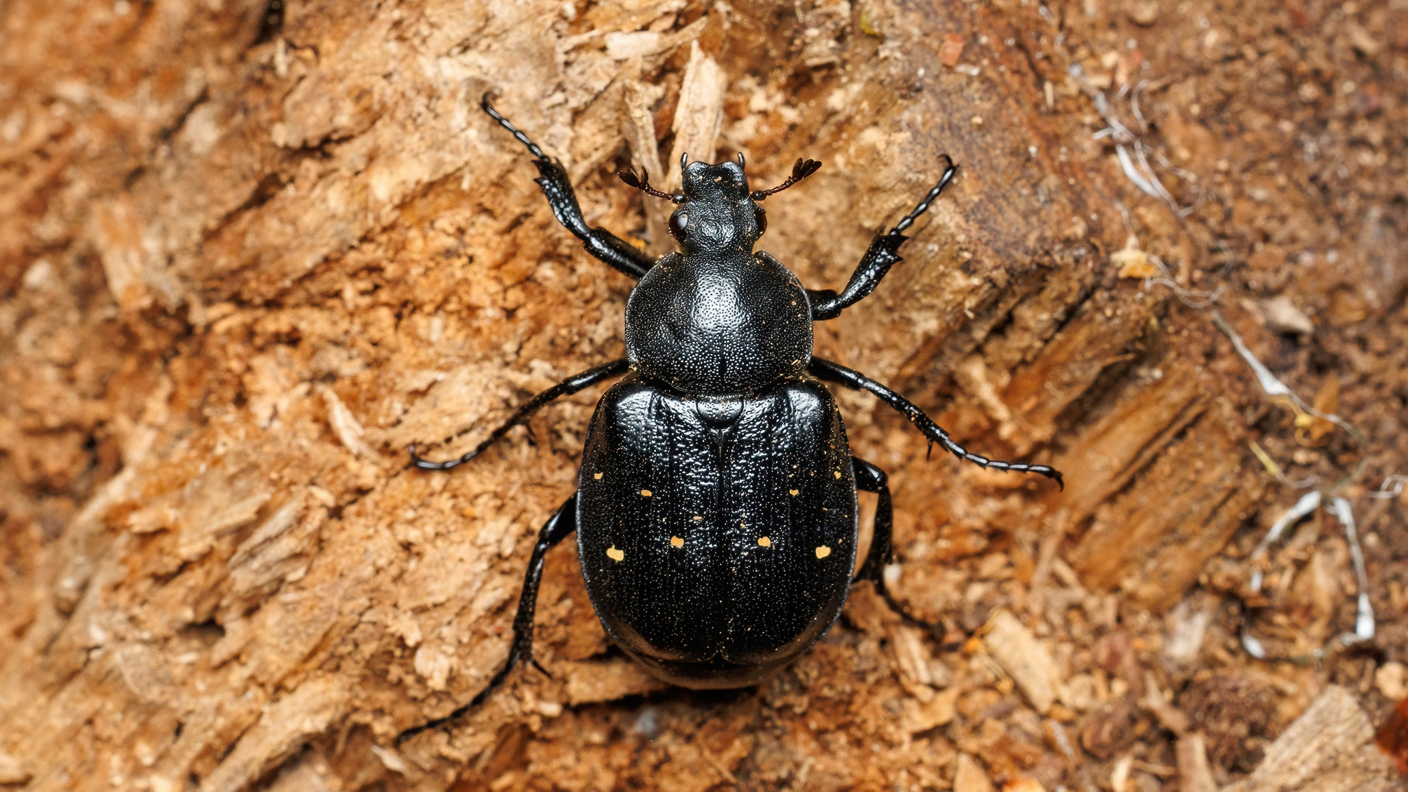 Gnorimus variabilis