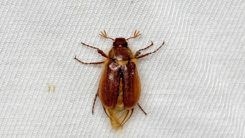 Scarabaeidae Holochelus