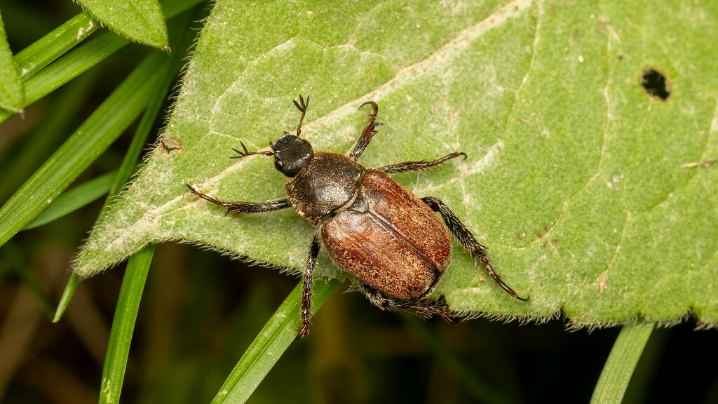 Scarabaeidae Hoplia