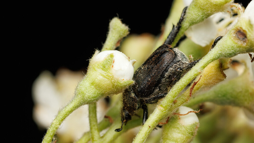 Scarabaeidae Hoplia